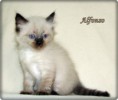 /album/alfonso/alfonso-6-hetes-003-jpg/